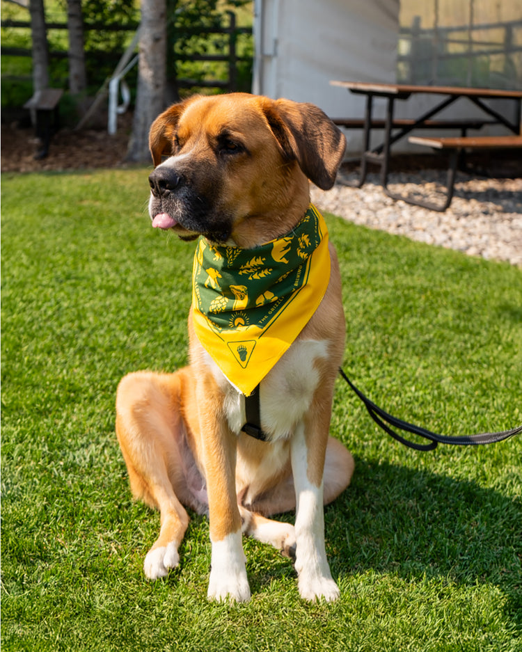 Iconic Bandana