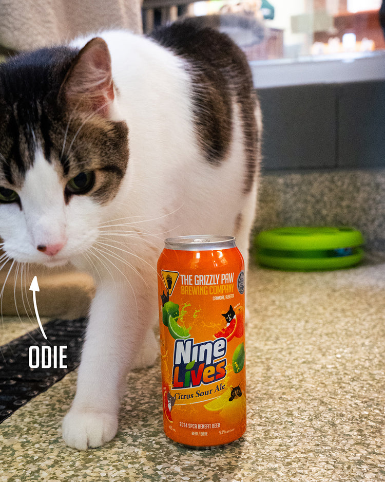 Nine Lives Citrus Sour Ale (4 x 473ml Cans)